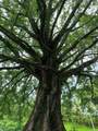 Finca Gomez Naranjalito - Photo 19