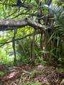  Finca Naranjalito Hills - Photo 16
