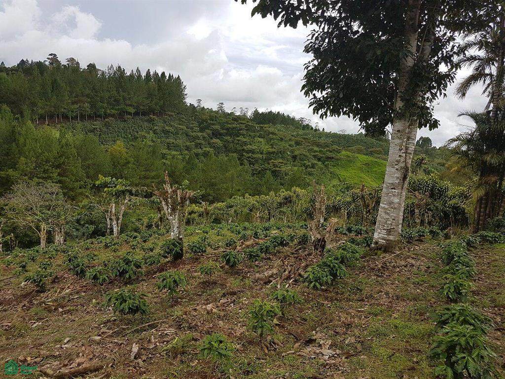 s/n San Vito - Photo 1