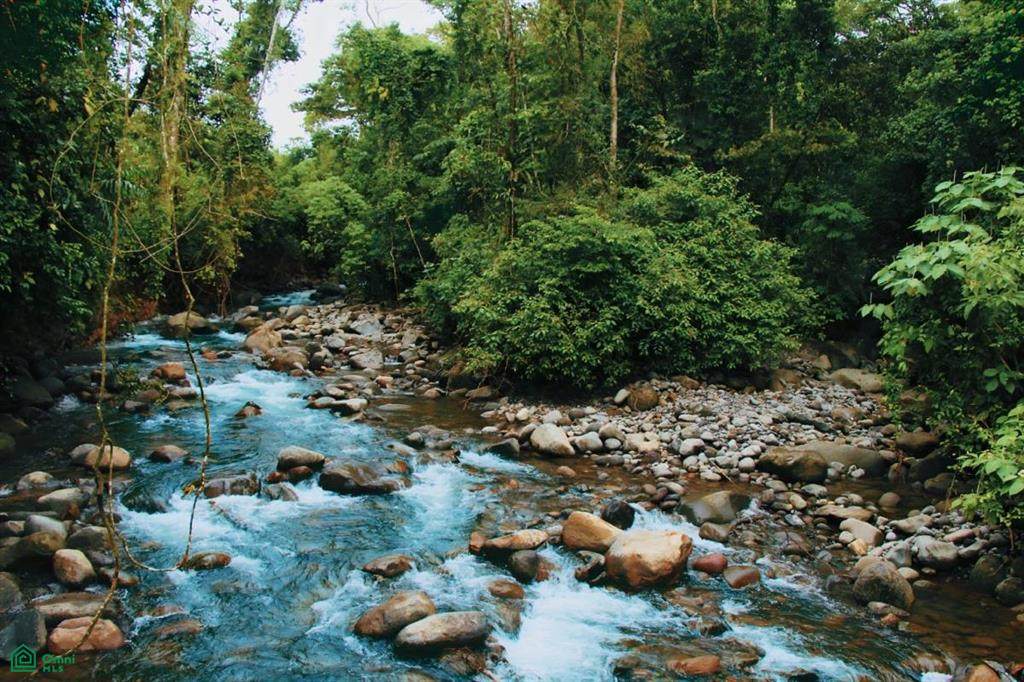  Finca Isla Rainforest Retreat - Photo 1