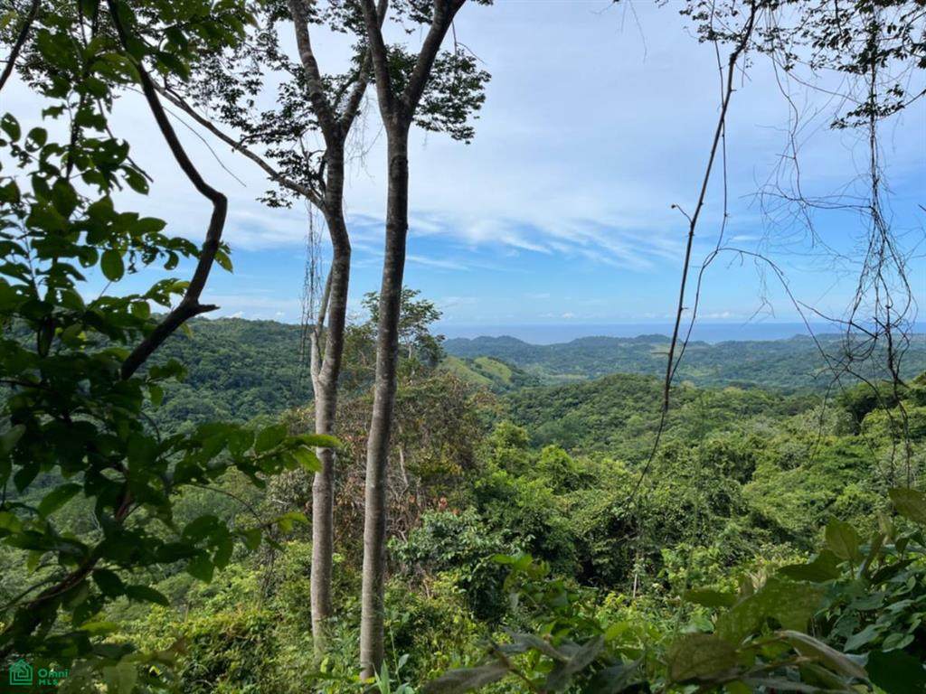  Finca Naranjalito Hills - Photo 1