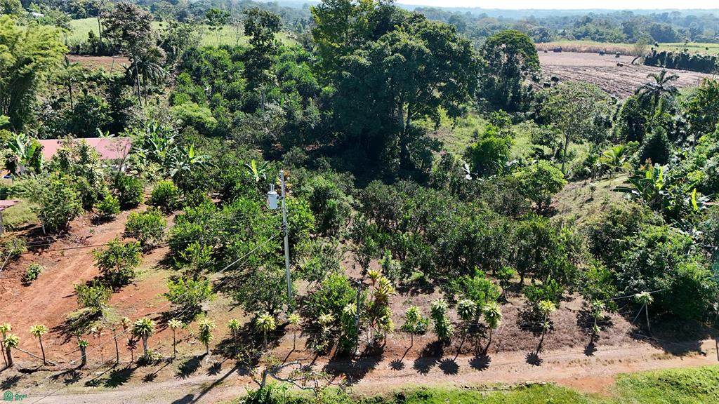  Citrus Farm - Photo 1