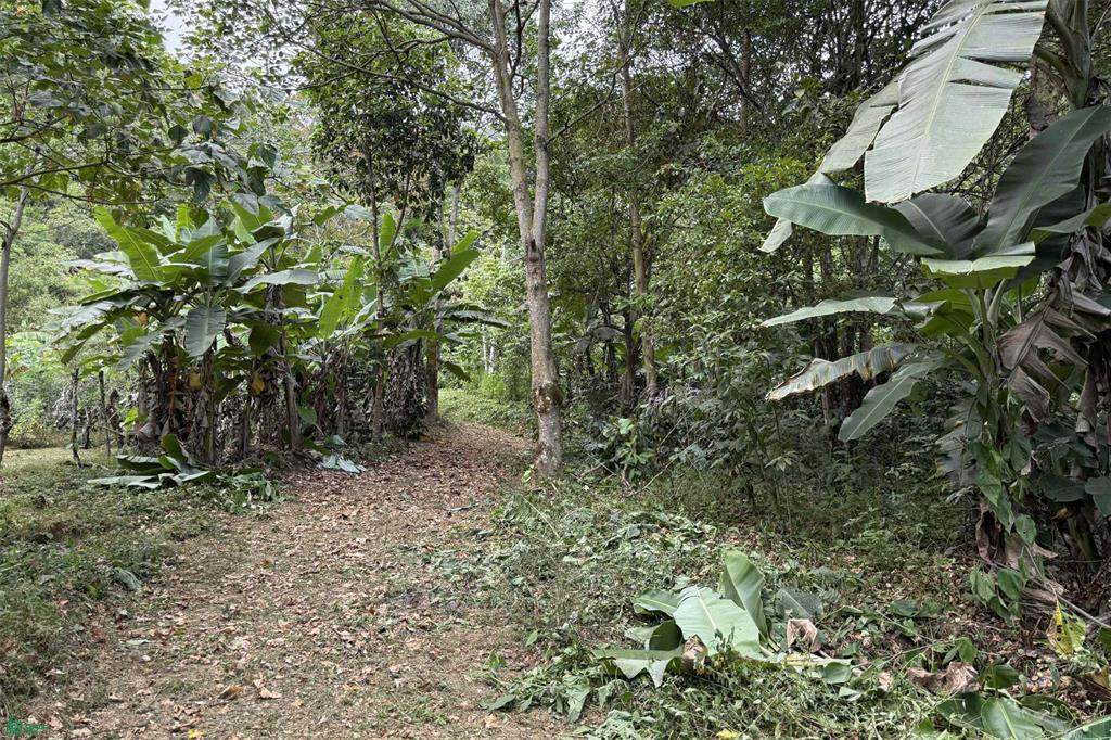  Coffee & Fruit Farm in San Luis De San Isidro - Photo 1