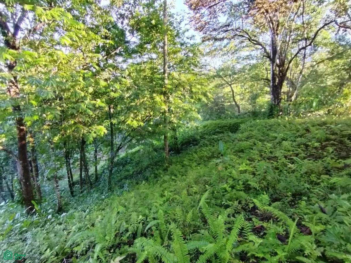 https://bt-photos.global.ssl.fastly.net/omni/orig_boomver_2_CR261106416-2.jpg