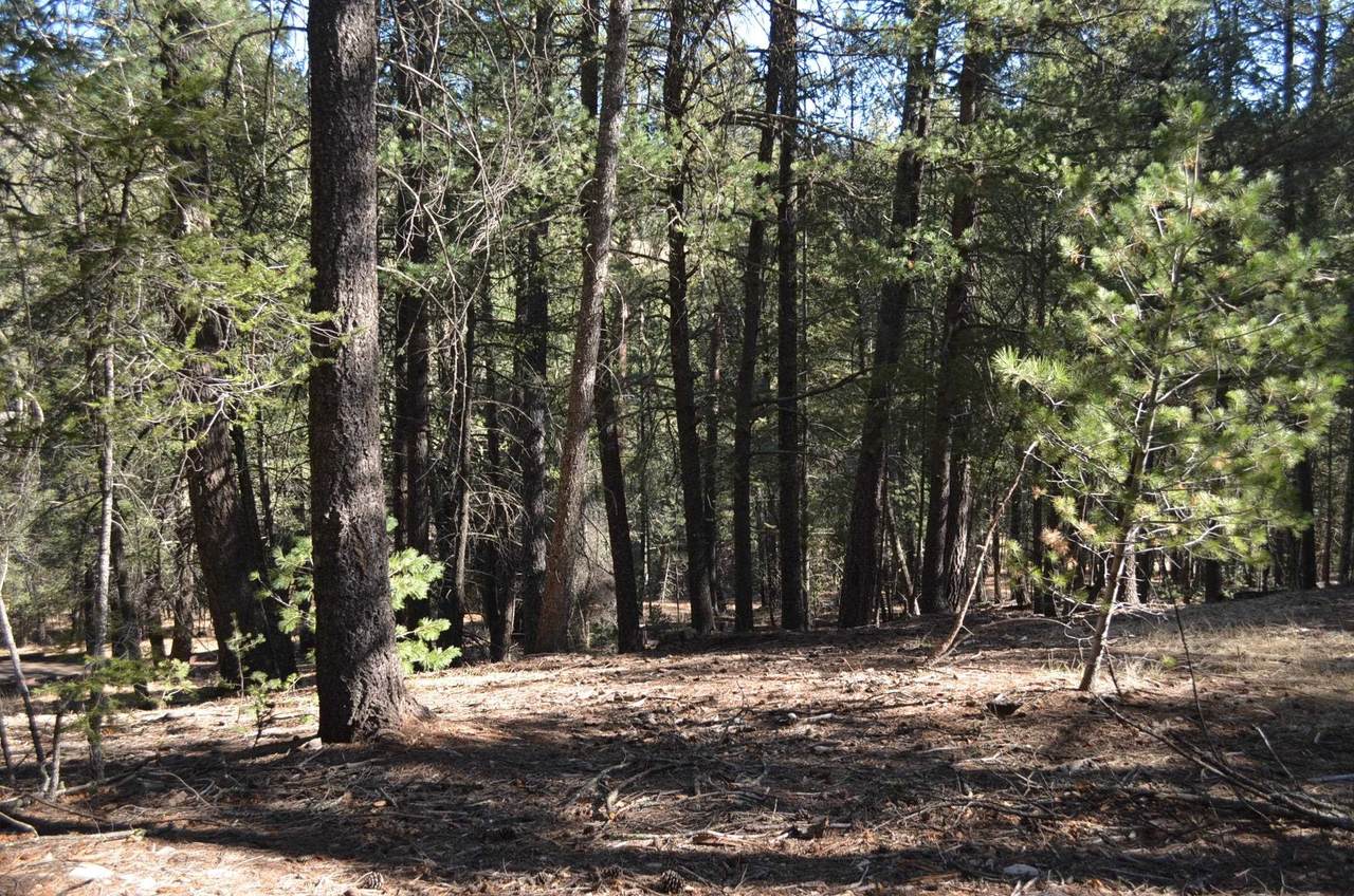 7 Timber Wolf - Photo 1
