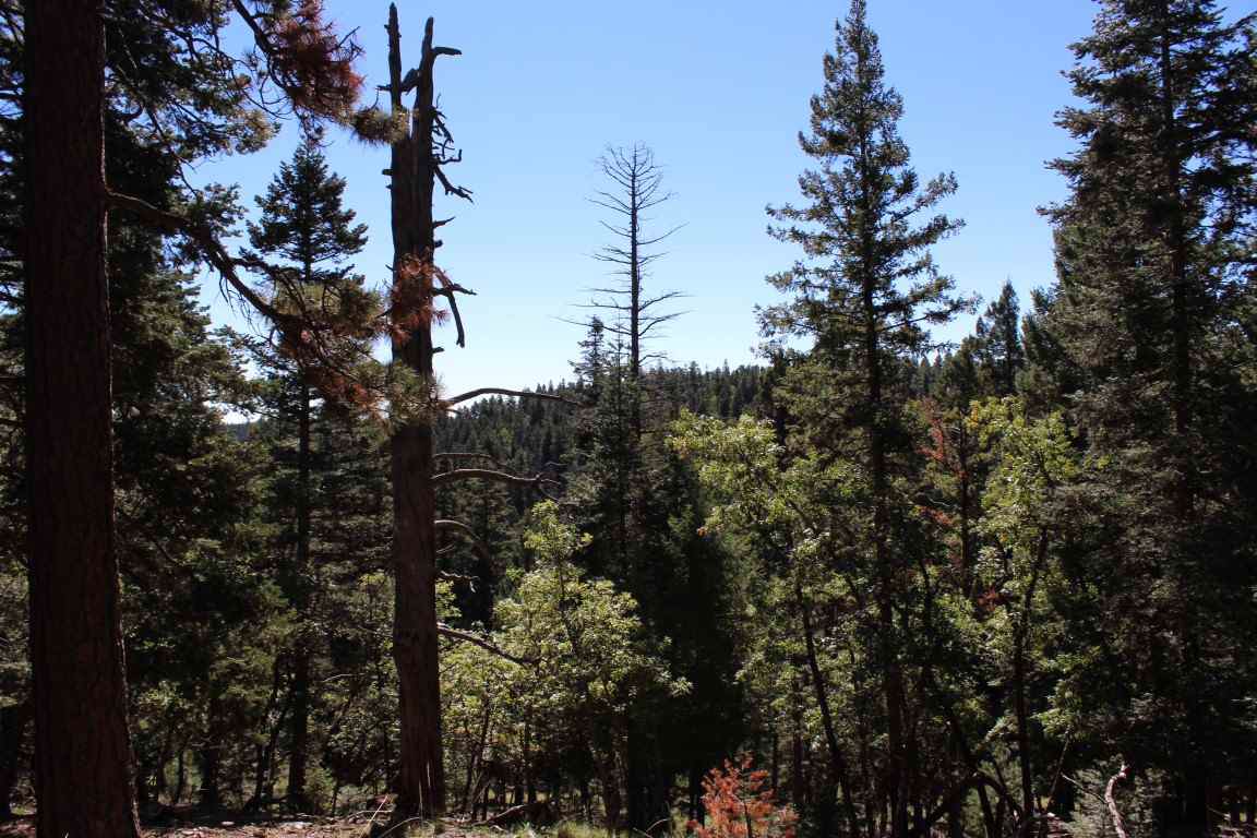 Lot 12 Big Dipper Rd - Photo 1