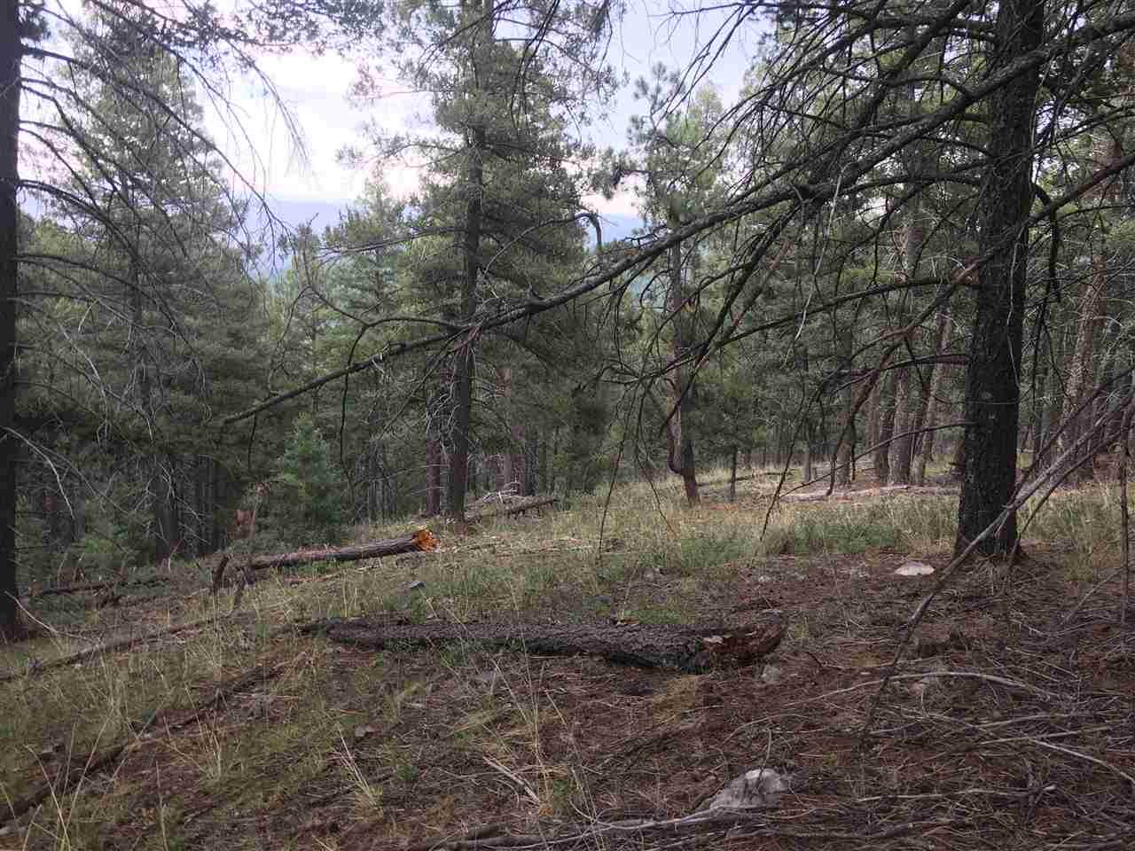 310 Dark Canyon Rd - Photo 1