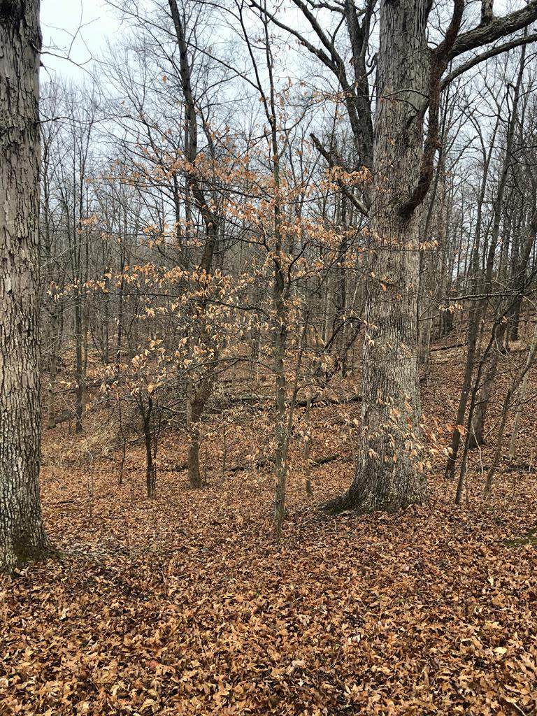 60 Scenic Hilltop Lane - Photo 1