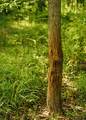 0 331 - Photo 42