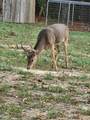 51.7 ac County Road 56 - Photo 17