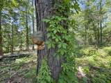 tbd Chinquapin Road - Lexington - Holmes County - Photo 64