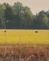 1037 Cr 300 - Photo 106