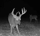 1037 Cr 300 - Photo 114