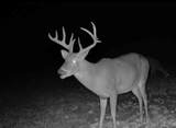 1037 Cr 300 - Photo 124