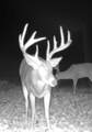 1037 Cr 300 - Photo 15