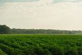 1037 Cr 300 - Photo 66