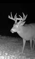 1037 Cr 300 - Photo 75