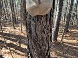 00 Country Road 428 - Photo 11
