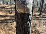 00 Country Road 428 - Photo 12