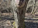 00 Country Road 428 - Photo 16
