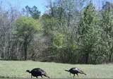 3278 Hwy 310 - Photo 50