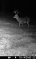 3278 Hwy 310 - Photo 57