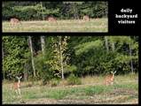 24769 Hwy 315 E - Photo 13