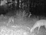 3114 Cr 212 - Photo 85