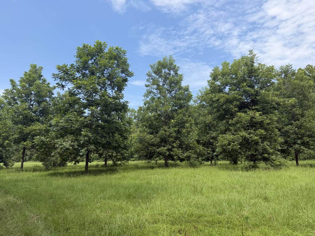 00 County Road 102 - Photo 1