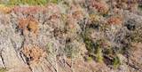 11.8 Acres Whitetail Way - Photo 21