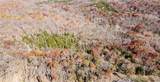 11.8 Acres Whitetail Way - Photo 23