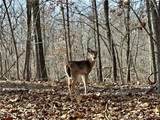 00 Red Fox Road - Photo 13