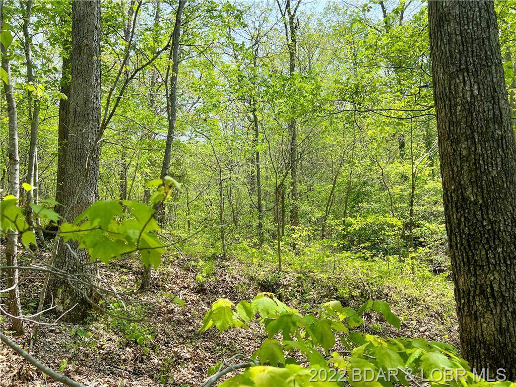 5 acres Blue Water Rd - Photo 1
