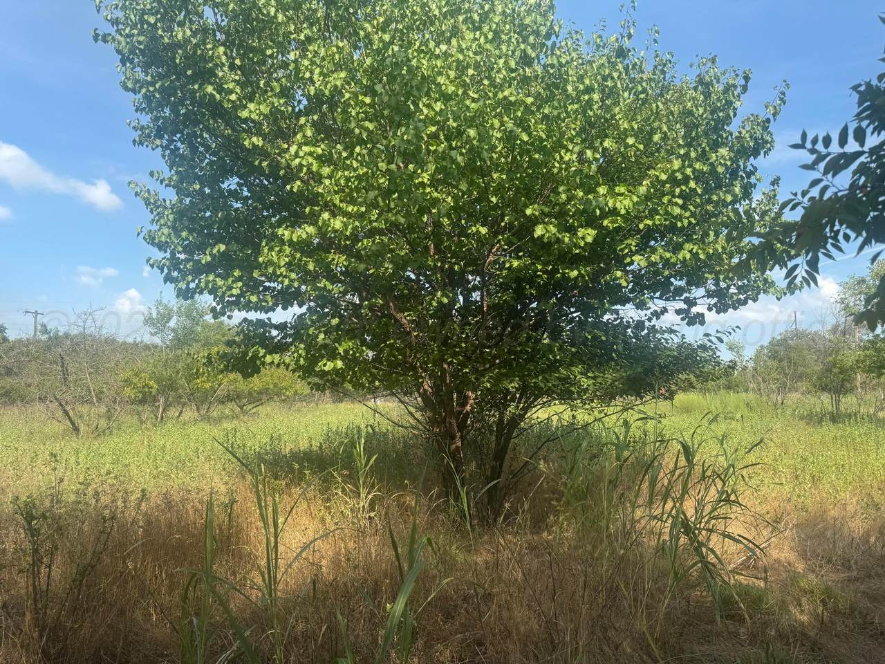  Choctaw St - Photo 1