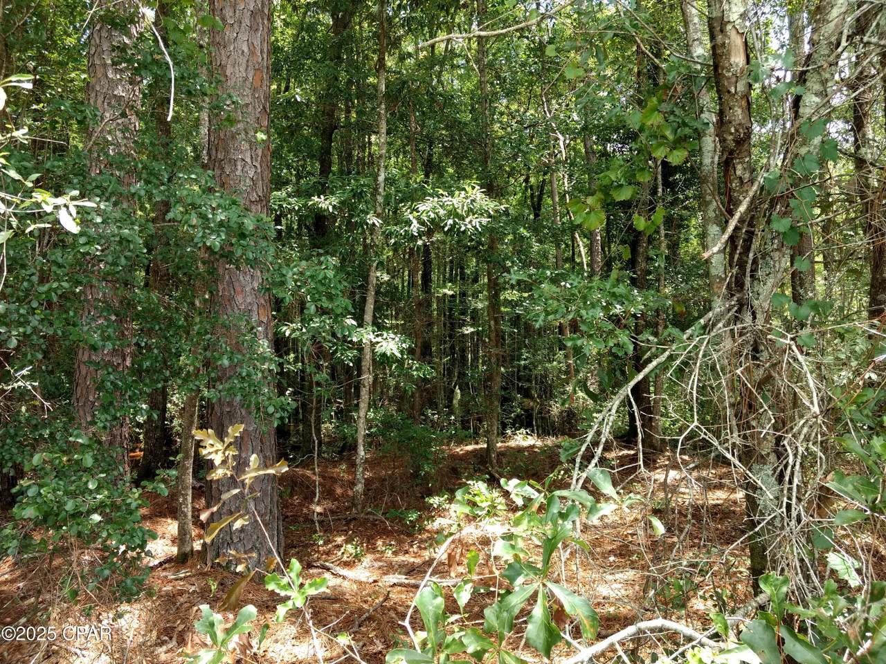 Lot 29 Beech Drive - Photo 1