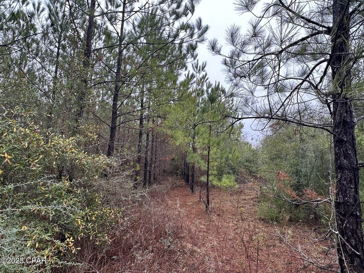 Tract# Mattox Springs Road - Photo 1