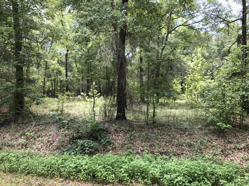 00 Appalachee Trail - Photo 1