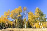 325 White Pine Canyon Road - Photo 88