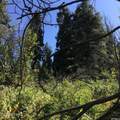 741 Forgotten Lane - Photo 8