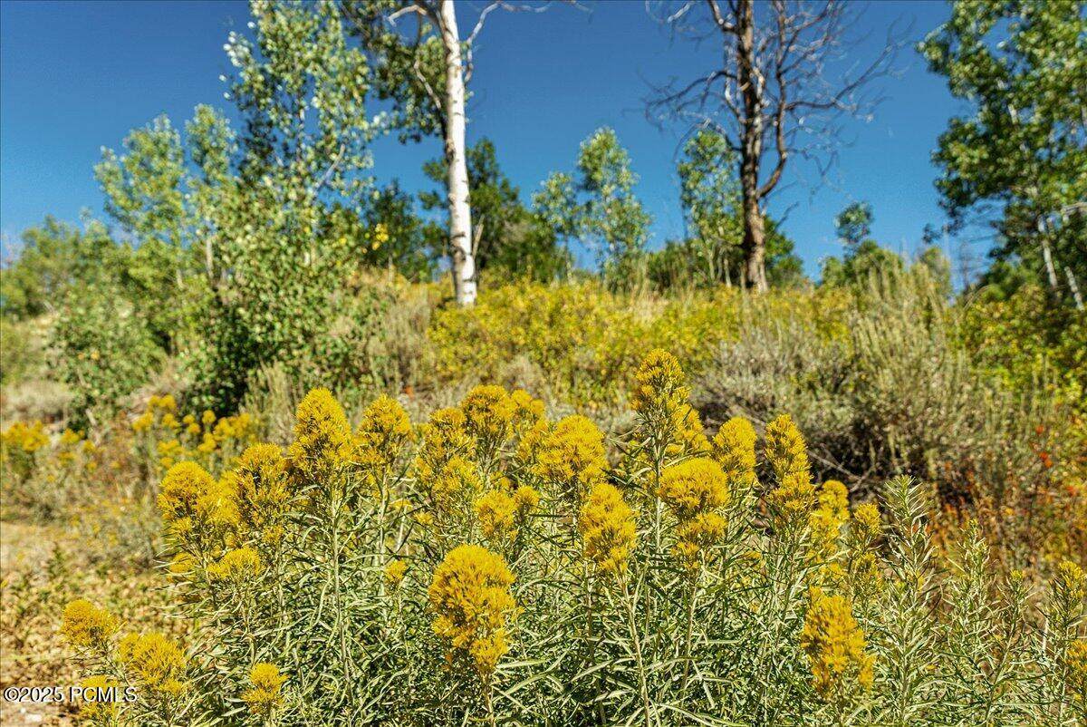 https://bt-photos.global.ssl.fastly.net/parkcity/orig_boomver_1_12601841-2.jpg
