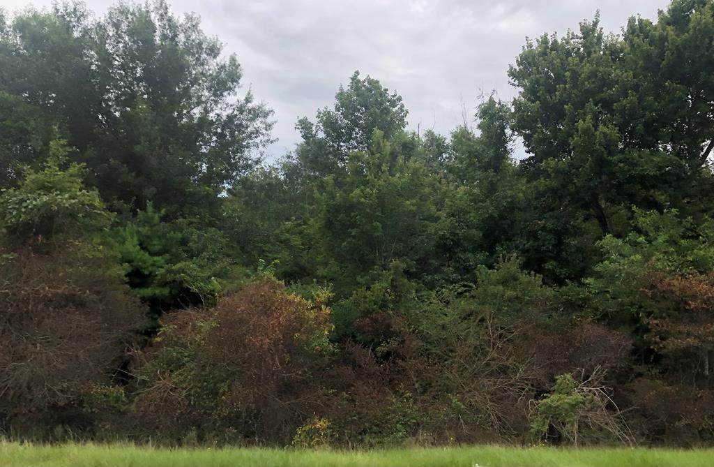NHN Cedar Grove Ave - Photo 1