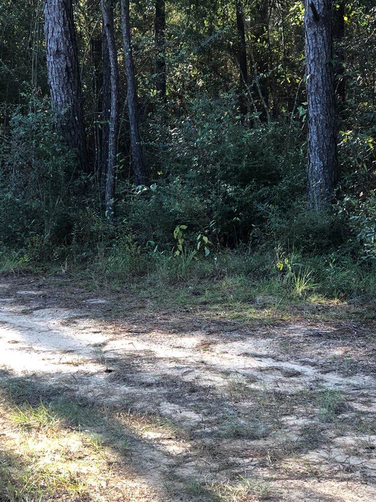 0 Chuck Penton Rd - Photo 1