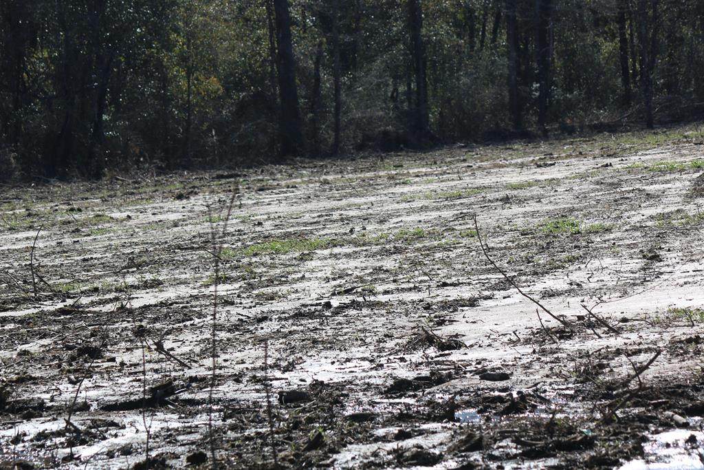 NHN Dogwood - Photo 1