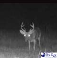 103.61 Acres Rucker Drive - Photo 23