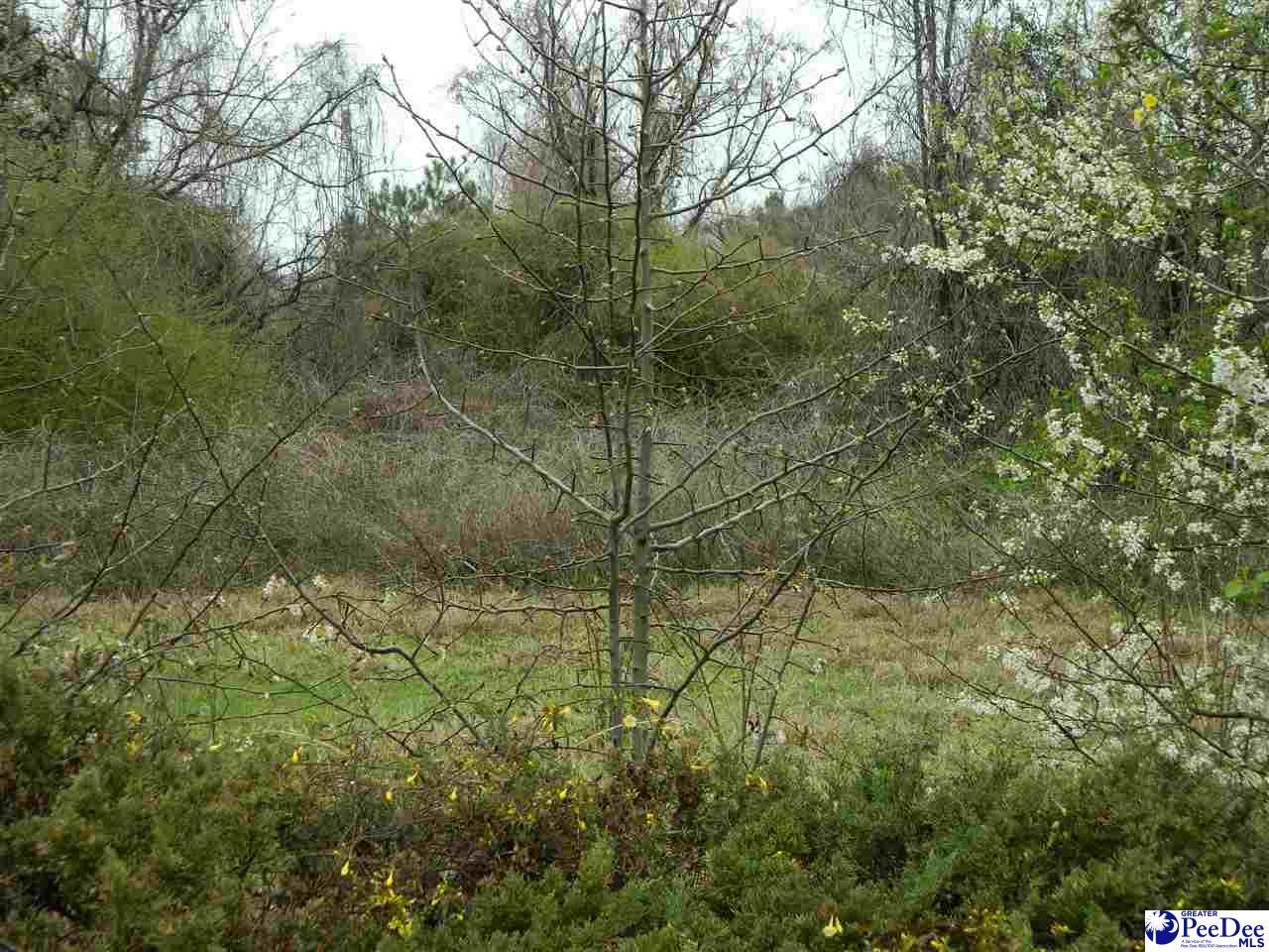 TBD James Jones Avenue - Photo 1