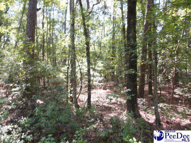 tbd Old Marion Hwy - Photo 1