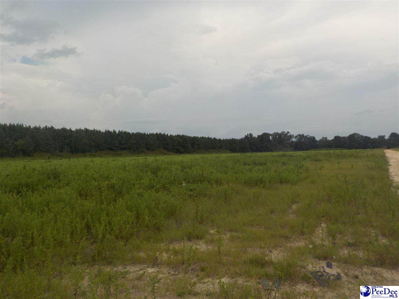 TBD Grant Mill Road - Photo 1