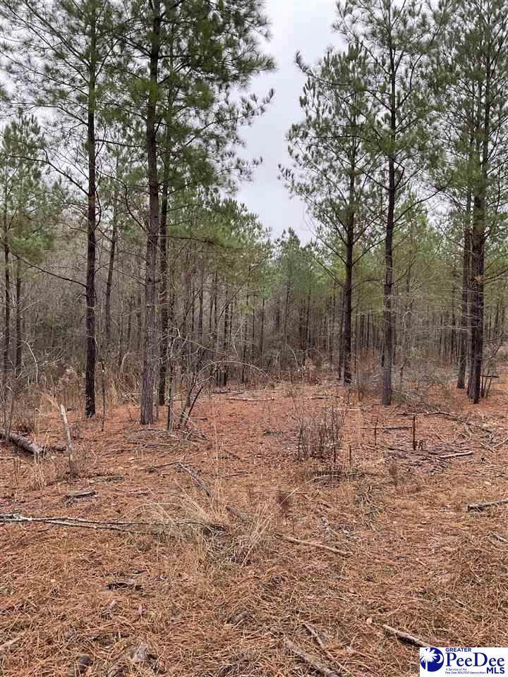 00 Pleasant Grove Church Rd - Photo 1