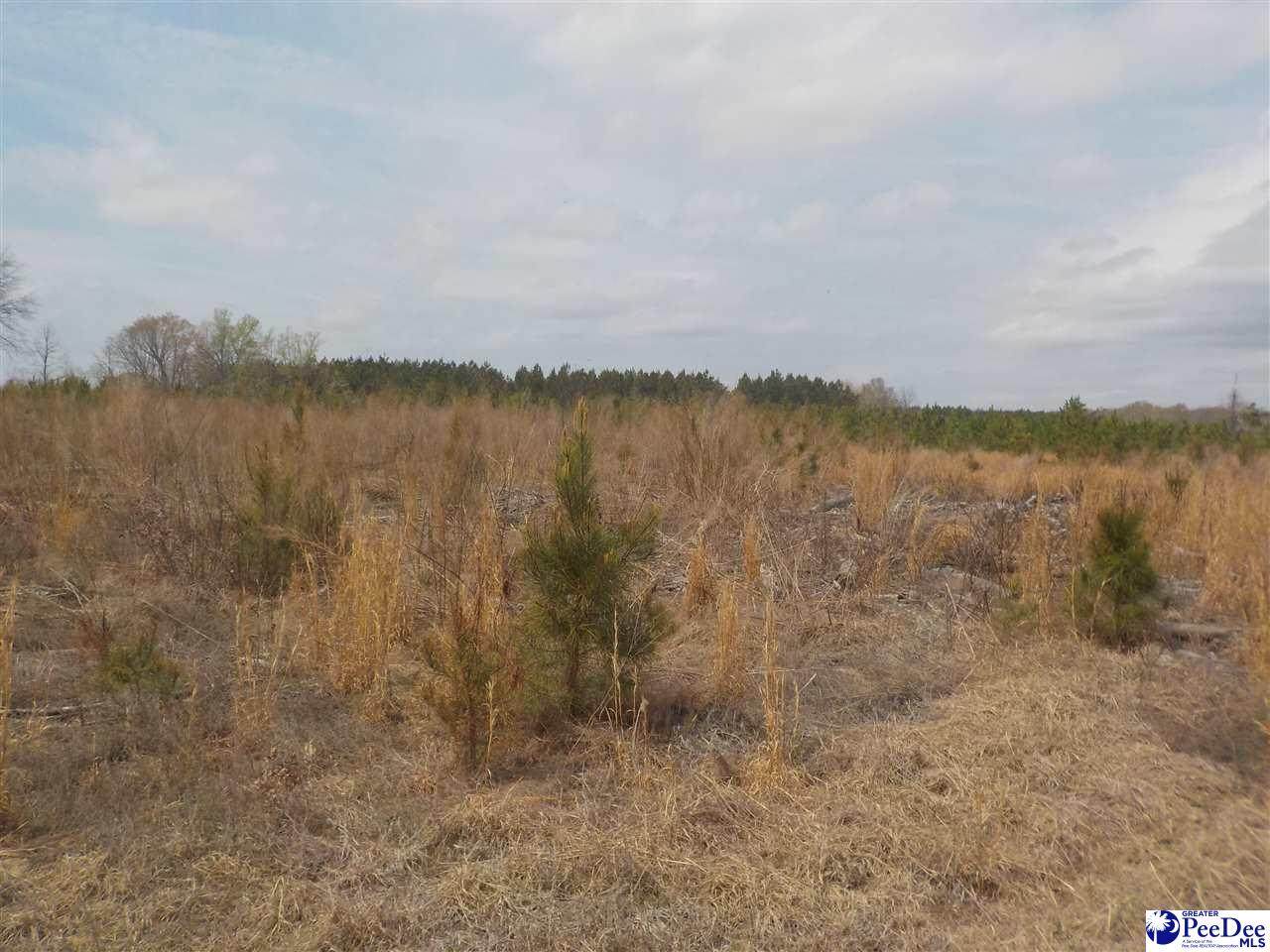 TBD Pearson Road - Photo 1