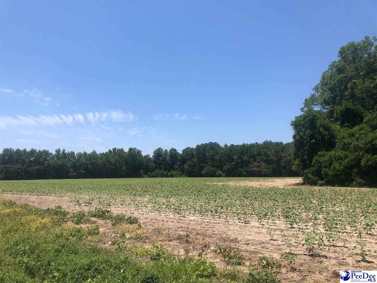 TBD Timmons Road - Photo 1